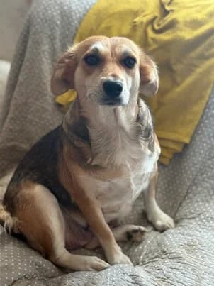 KIDELIA : RESERVEE, female 4yo mixed breed for adoption at Refuge Rêves de chiens, Viry-Châtillon