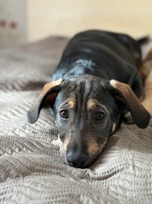 AMANDE, female puppy mixed breed for adoption at Refuge Rêves de chiens, Viry-Châtillon