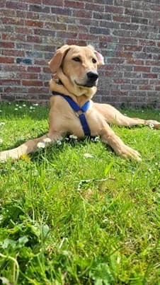 HINATA : recherche famille d’accueil – URGENT, female puppy mixed breed for adoption at Refuge Rêves de chiens, Viry-Châtillon