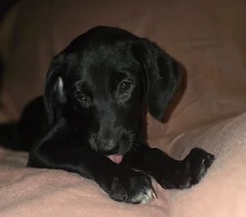 ALY, female puppy mixed breed for adoption at Refuge Rêves de chiens, Viry-Châtillon