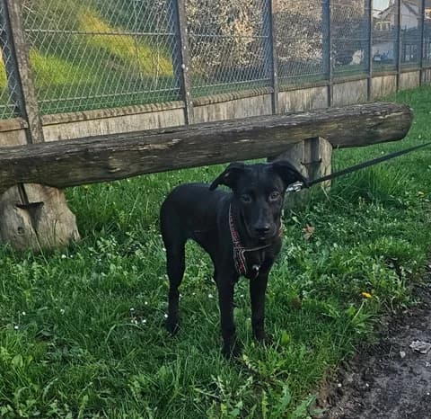 AIKA : RESERVEE, female puppy mixed breed for adoption at Refuge Rêves de chiens, Viry-Châtillon