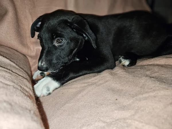ARIEL, female puppy mixed breed for adoption at Refuge Rêves de chiens, Viry-Châtillon