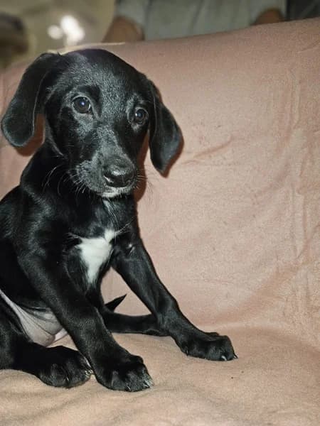 AYA, female puppy mixed breed for adoption at Refuge Rêves de chiens, Viry-Châtillon