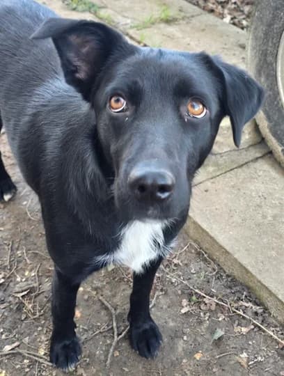 BEKY, female puppy mixed breed for adoption at Refuge Rêves de chiens, Viry-Châtillon