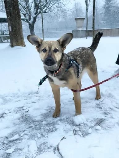 REVA : RESERVEE, female puppy mixed breed for adoption at Refuge Rêves de chiens, Viry-Châtillon