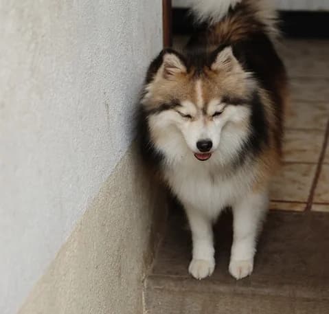ULYSSE 2,  puppy Pomsky for adoption at Refuge Rêves de chiens, Viry-Châtillon