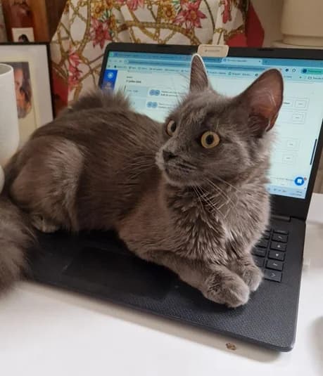 BONNIE, female puppy European Shorthair for adoption at Refuge Rêves de chiens, Viry-Châtillon
