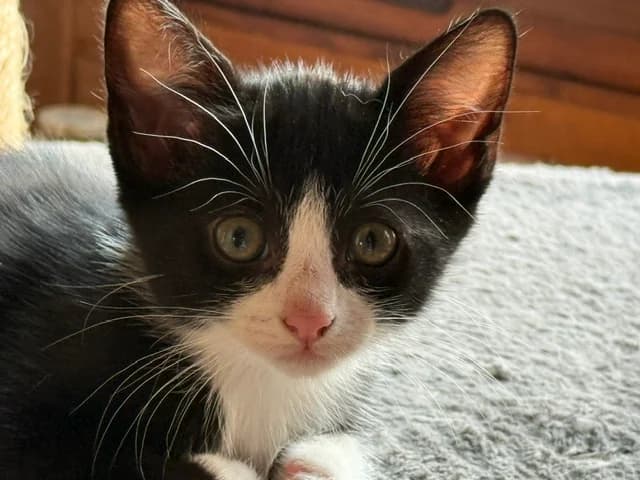 SYBIL, female puppy European Shorthair for adoption at Refuge Rêves de chiens, Viry-Châtillon