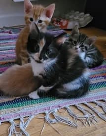 MIELA, female puppy European Shorthair for adoption at Refuge Rêves de chiens, Viry-Châtillon