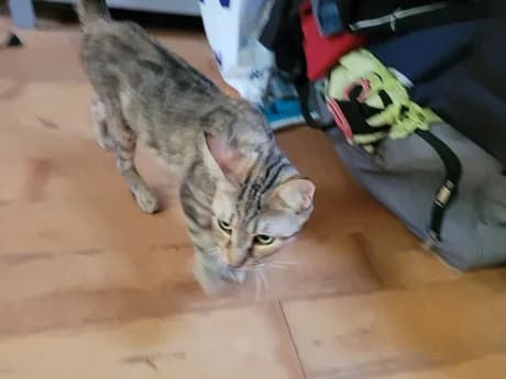 MIYUKI, female European Shorthair for adoption at Refuge Rêves de chiens, Viry-Châtillon