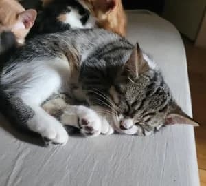 POMME, female European Shorthair for adoption at Refuge Rêves de chiens, Viry-Châtillon