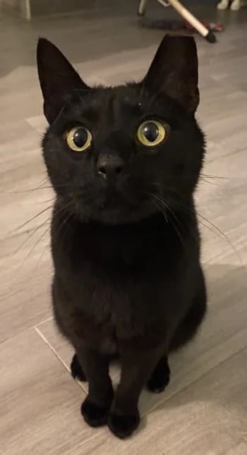 Mickey, Noir male 5yo Mixed Breed for adoption at SADF — Sauvetage des Animaux Domestiques de France
