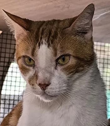 Mickey, Noir male Mixed Breed for adoption at SADF — Sauvetage des Animaux Domestiques de France