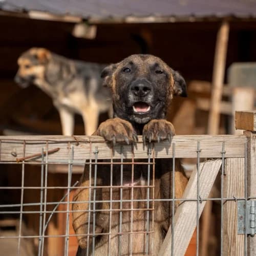 APACHE, female 5yo Mixed Breed for adoption at Sans Colliers