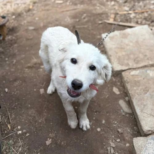 ARTIC, male puppy Mixed Breed for adoption at Sans Colliers