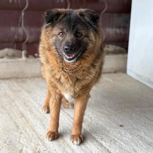 BEAR, male 7yo Mixed Breed for adoption at Sans Colliers