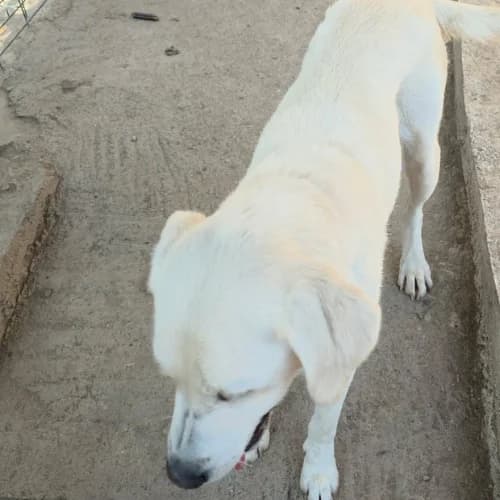 BELLA, female 6yo Mixed Breed for adoption at Sans Colliers