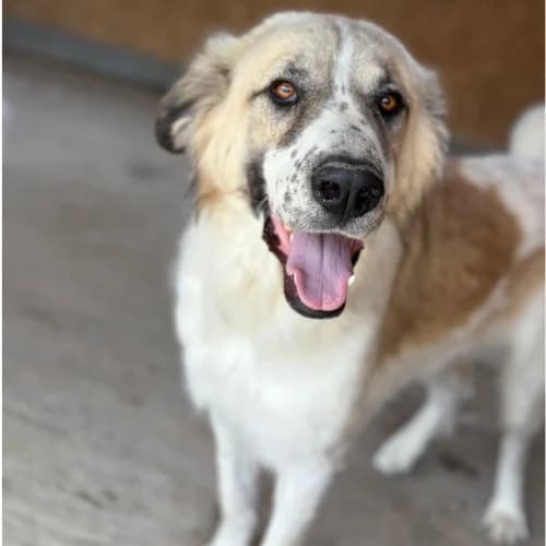 BERYL, male young Mixed Breed for adoption at Sans Colliers