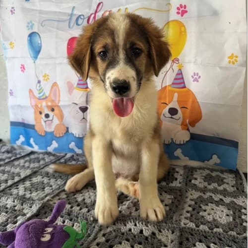 BOOMER, male puppy Mixed Breed for adoption at Sans Colliers