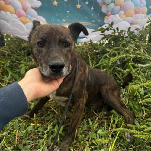CAMILLO, male senior Mixed Breed for adoption at Sans Colliers