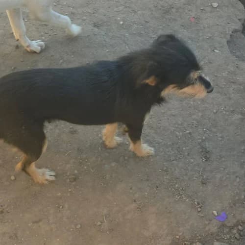 CANELLE, female 3yo Mixed Breed for adoption at Sans Colliers
