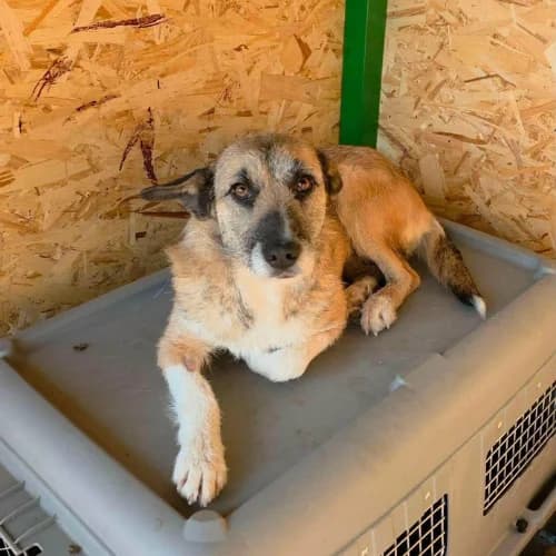 CARLA, female 3yo Mixed Breed for adoption at Sans Colliers