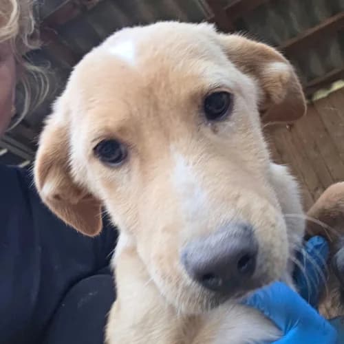 CHEYENNE, female Mixed Breed for adoption at Sans Colliers