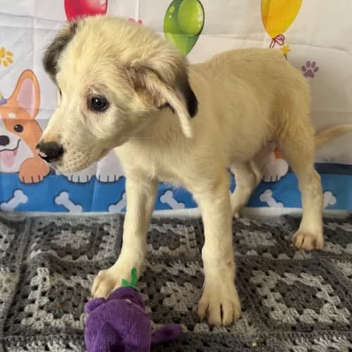 CILAOS, male puppy Mixed Breed for adoption at Sans Colliers