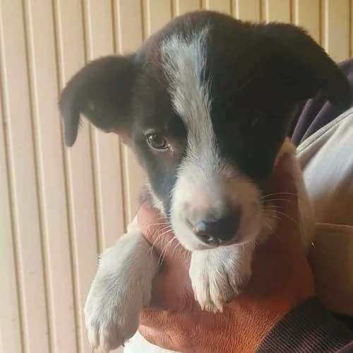 CORA, female Mixed Breed for adoption at Sans Colliers