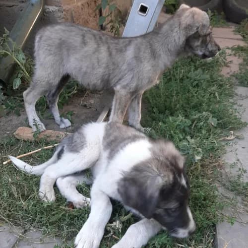 CRINA, female Mixed Breed for adoption at Sans Colliers