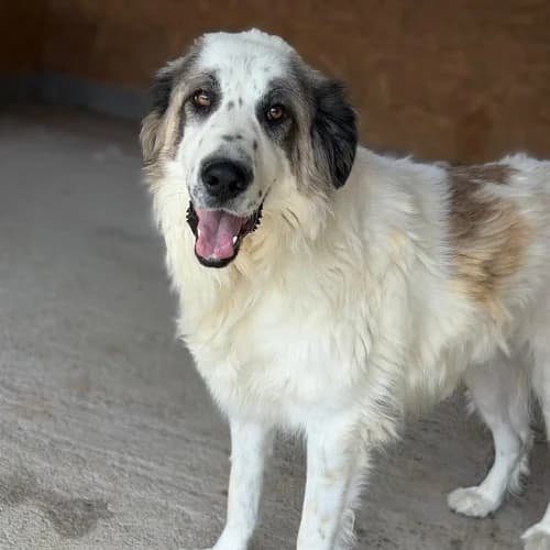 DASH, male young Mixed Breed for adoption at Sans Colliers