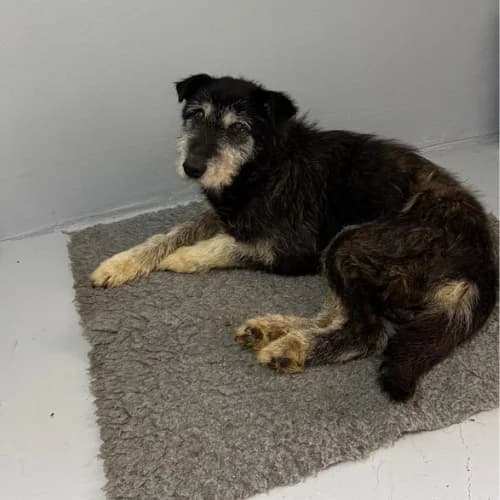 DINO, male 7yo Mixed Breed for adoption at Sans Colliers