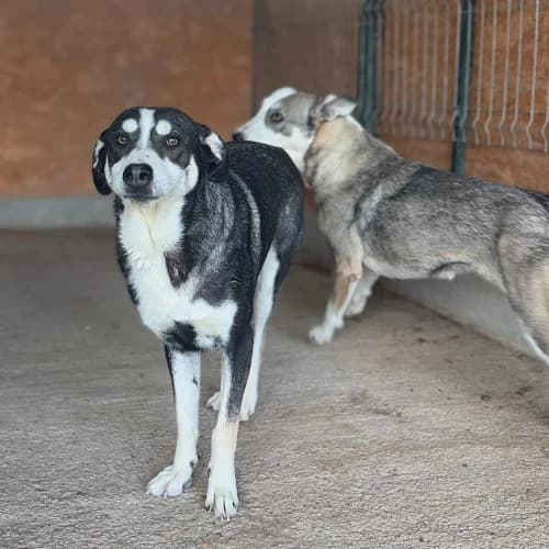 ELISA, female 5yo Mixed Breed for adoption at Sans Colliers