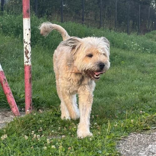 ELSA, female young Mixed Breed for adoption at Sans Colliers