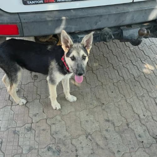 GOE, male puppy Mixed Breed for adoption at Sans Colliers