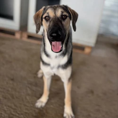 HERMAN, male Mixed Breed for adoption at Sans Colliers