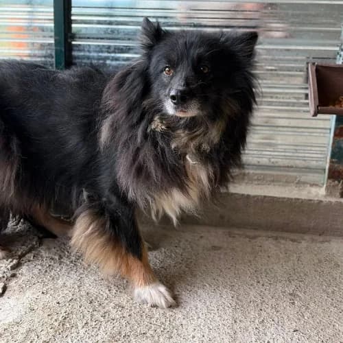 INDY, male 4yo Mixed Breed for adoption at Sans Colliers