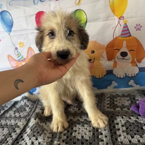 JAZZ, male puppy Mixed Breed for adoption at Sans Colliers
