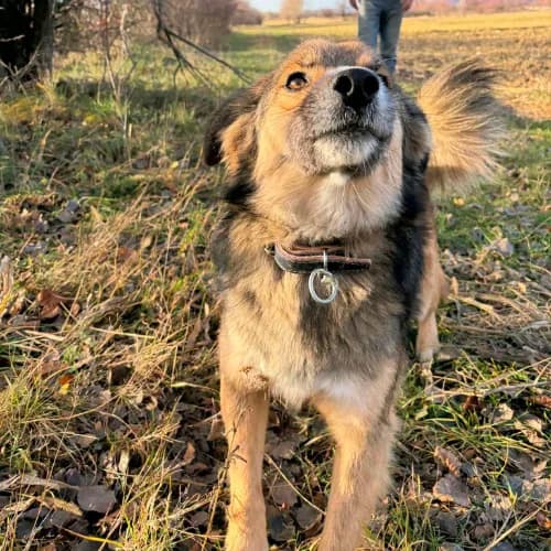 JOY, male 4yo Mixed Breed for adoption at Sans Colliers