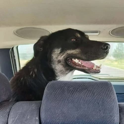 KARA, female 3yo Mixed Breed for adoption at Sans Colliers
