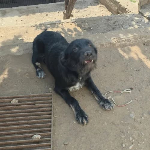 KARLA, female young Mixed Breed for adoption at Sans Colliers