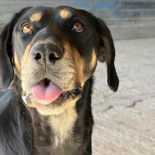 KEY, male 6yo Mixed Breed for adoption at Sans Colliers