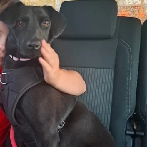 LAIKA, female Mixed Breed for adoption at Sans Colliers