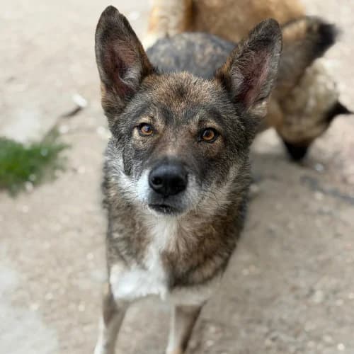 LIAM, male 5yo Mixed Breed for adoption at Sans Colliers