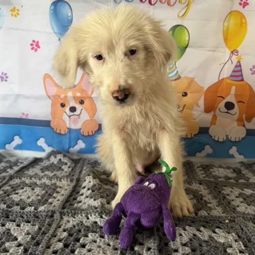 LIOCO, male puppy Mixed Breed for adoption at Sans Colliers