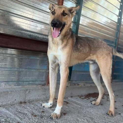 LOUBO, male young Mixed Breed for adoption at Sans Colliers