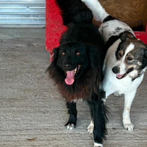 LUNNA, female 5yo Mixed Breed for adoption at Sans Colliers