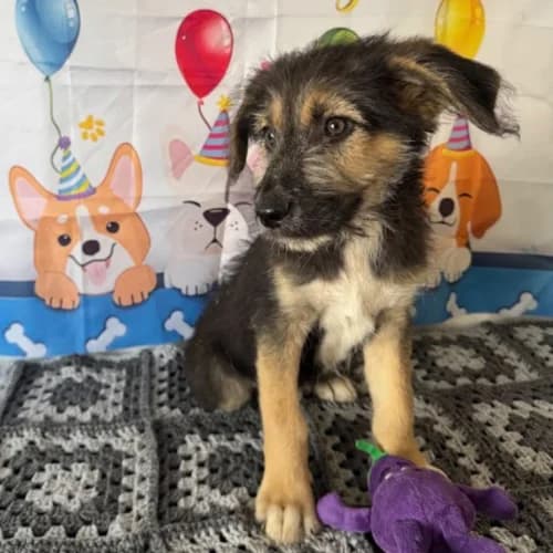 MAIDO, male puppy Mixed Breed for adoption at Sans Colliers