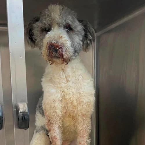 MAJOR, male 5yo Mixed Breed for adoption at Sans Colliers