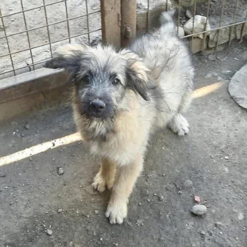 MIO, male Mixed Breed for adoption at Sans Colliers